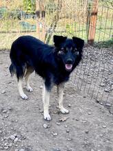 LOTTCHEN, Hund, Mischlingshund in Rumänien - Bild 7