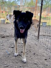 LOTTCHEN, Hund, Mischlingshund in Rumänien - Bild 9