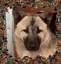 JOEY, Hund, Mischlingshund in Rumänien - Bild 1