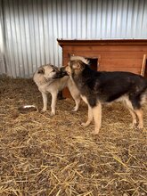 JOEY, Hund, Mischlingshund in Rumänien - Bild 12