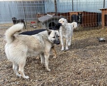JOEY, Hund, Mischlingshund in Rumänien - Bild 13