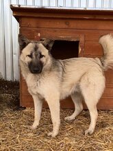 JOEY, Hund, Mischlingshund in Rumänien - Bild 2
