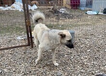 JOEY, Hund, Mischlingshund in Rumänien - Bild 4