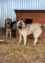 JOEY, Hund, Mischlingshund in Rumänien - Bild 9