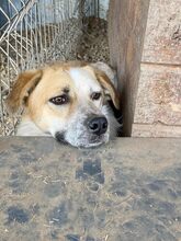 PAUL, Hund, Mischlingshund in Rumänien - Bild 1