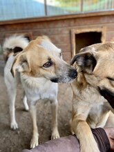 PAUL, Hund, Mischlingshund in Rumänien - Bild 11