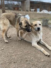 PAUL, Hund, Mischlingshund in Rumänien - Bild 14