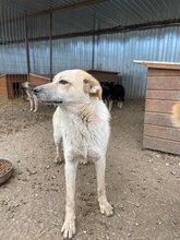 PAUL, Hund, Mischlingshund in Rumänien - Bild 16