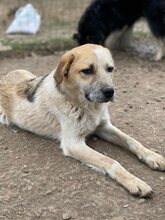 PAUL, Hund, Mischlingshund in Rumänien - Bild 17