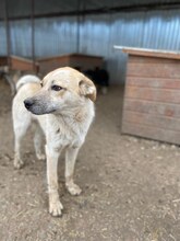 PAUL, Hund, Mischlingshund in Rumänien - Bild 18
