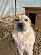 PAUL, Hund, Mischlingshund in Rumänien - Bild 5