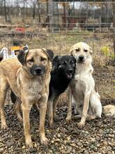 PAUL, Hund, Mischlingshund in Rumänien - Bild 6