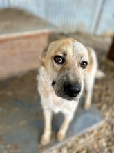 PAUL, Hund, Mischlingshund in Rumänien - Bild 7