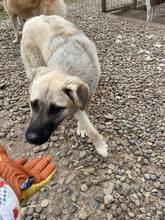 PETE, Hund, Mischlingshund in Rumänien - Bild 10