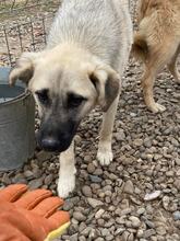 PETE, Hund, Mischlingshund in Rumänien - Bild 12