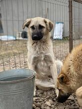 PETE, Hund, Mischlingshund in Rumänien - Bild 2
