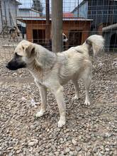PETE, Hund, Mischlingshund in Rumänien - Bild 3
