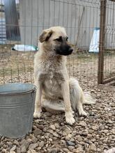 PETE, Hund, Mischlingshund in Rumänien - Bild 4