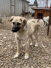 PETE, Hund, Mischlingshund in Rumänien - Bild 5