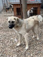 PETE, Hund, Mischlingshund in Rumänien - Bild 6