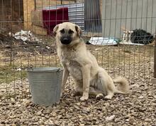 PETE, Hund, Mischlingshund in Rumänien - Bild 9