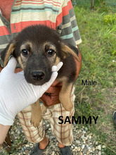 SAMMY, Hund, Mischlingshund in Rumänien - Bild 4