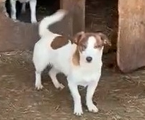 PEPPA, Hund, Mischlingshund in Rumänien - Bild 1