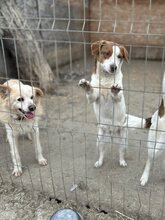 PEPPA, Hund, Mischlingshund in Rumänien - Bild 10