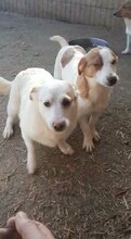 PEPPA, Hund, Mischlingshund in Rumänien - Bild 12