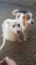 PEPPA, Hund, Mischlingshund in Rumänien - Bild 15