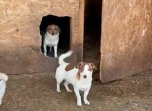 PEPPA, Hund, Mischlingshund in Rumänien - Bild 17