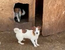 PEPPA, Hund, Mischlingshund in Rumänien - Bild 18