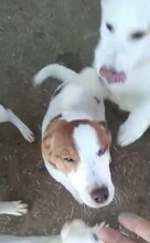 PEPPA, Hund, Mischlingshund in Rumänien - Bild 19