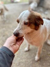 PEPPA, Hund, Mischlingshund in Rumänien - Bild 2