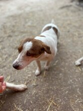 PEPPA, Hund, Mischlingshund in Rumänien - Bild 3