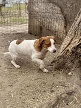 PEPPA, Hund, Mischlingshund in Rumänien - Bild 4