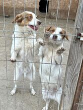 PEPPA, Hund, Mischlingshund in Rumänien - Bild 6