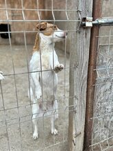 PEPPA, Hund, Mischlingshund in Rumänien - Bild 7