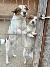 PEPPA, Hund, Mischlingshund in Rumänien - Bild 8