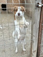 PEPPA, Hund, Mischlingshund in Rumänien - Bild 9