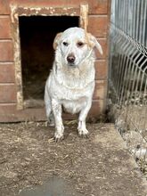 PICCOLA, Hund, Mischlingshund in Rumänien - Bild 10