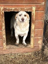 PICCOLA, Hund, Mischlingshund in Rumänien - Bild 11