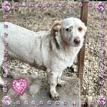 PICCOLA, Hund, Mischlingshund in Rumänien - Bild 3