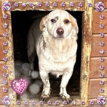 PICCOLA, Hund, Mischlingshund in Rumänien - Bild 4