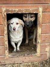 PICCOLA, Hund, Mischlingshund in Rumänien - Bild 6