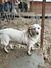 PICCOLA, Hund, Mischlingshund in Rumänien - Bild 9