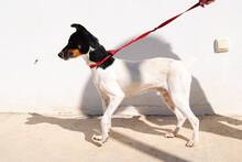 ROMEO, Hund, Bodeguero Andaluz-Mix in Spanien - Bild 4