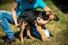 RIKE, Hund, Mischlingshund in Ungarn - Bild 2