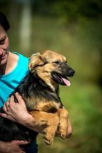 RIKE, Hund, Mischlingshund in Ungarn - Bild 6