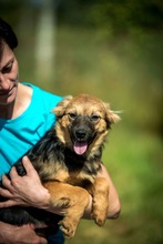RIKE, Hund, Mischlingshund in Ungarn - Bild 7